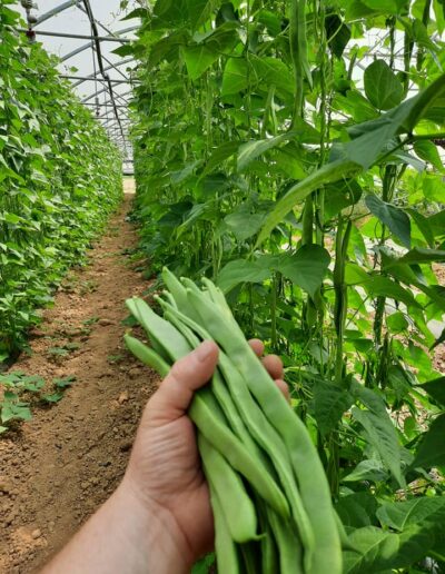 Epicerie Fruit et légume Marmande sainte Bazeille