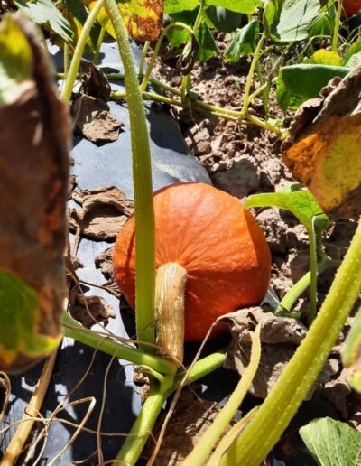 Epicerie Fruit et légume Marmande sainte Bazeille