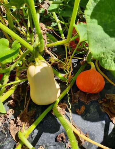 Epicerie Fruit et légume Marmande sainte Bazeille